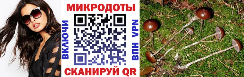 хочу   Ливны  Псилоцибиновые грибы Psilocybe 